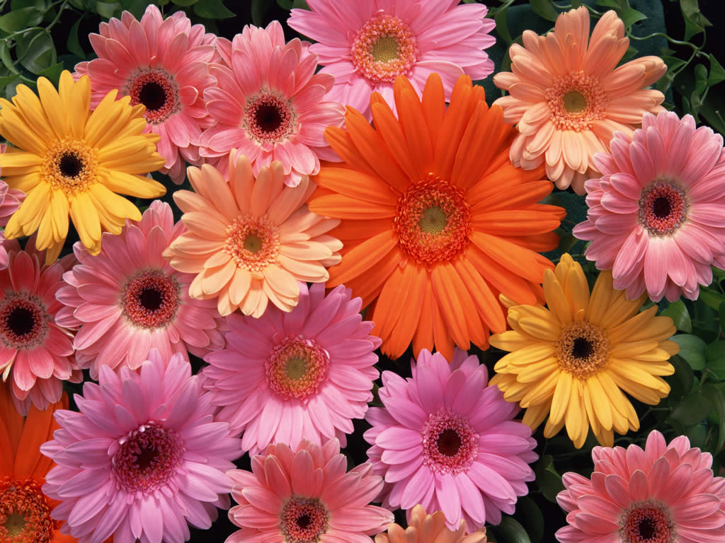 GERBERAS